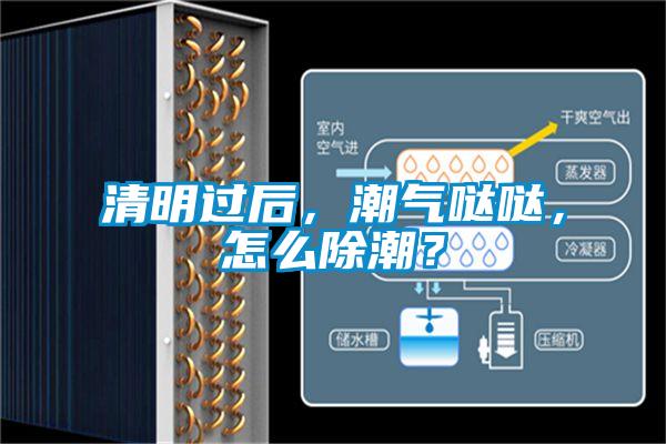 清明過(guò)后,潮氣噠噠,怎么除潮?